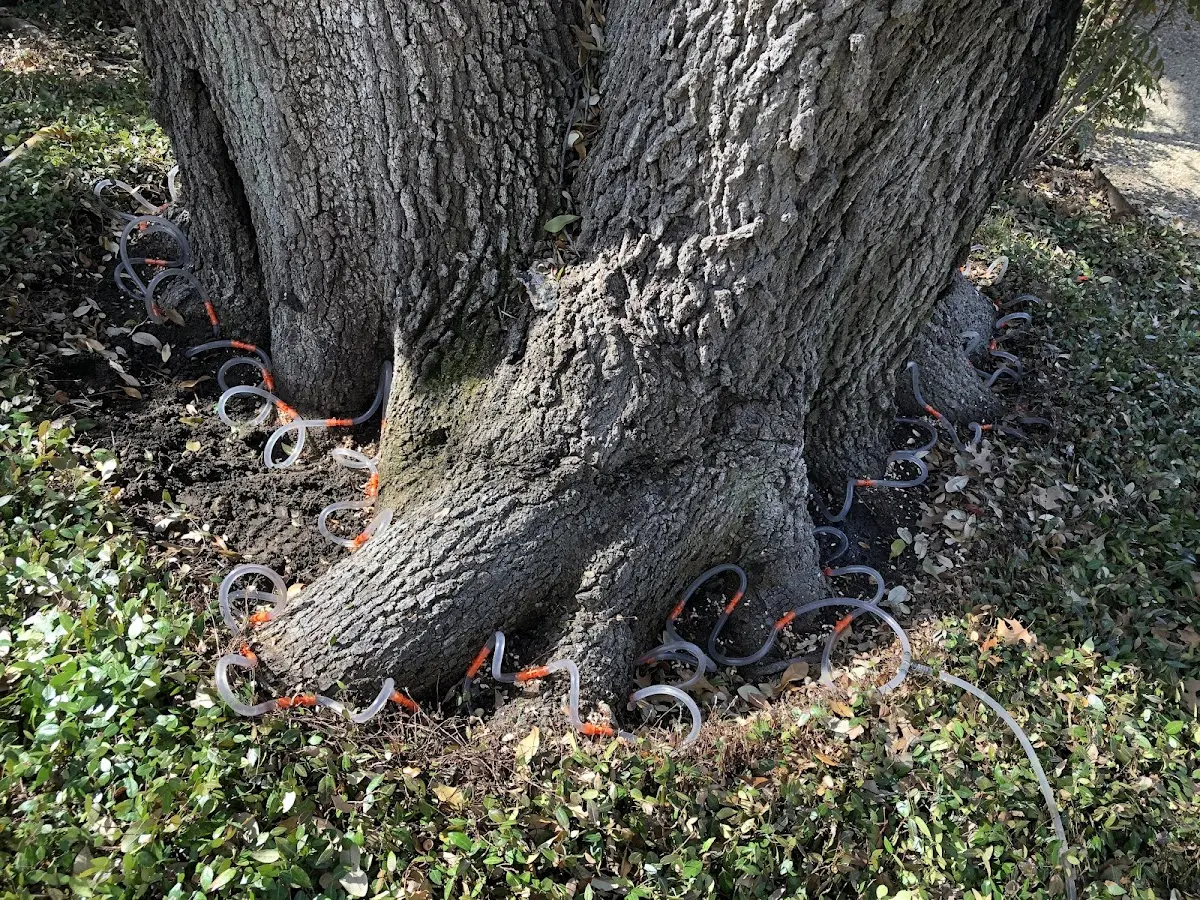 Detailed Tree Cabling and Bracing job site in Hopatcong