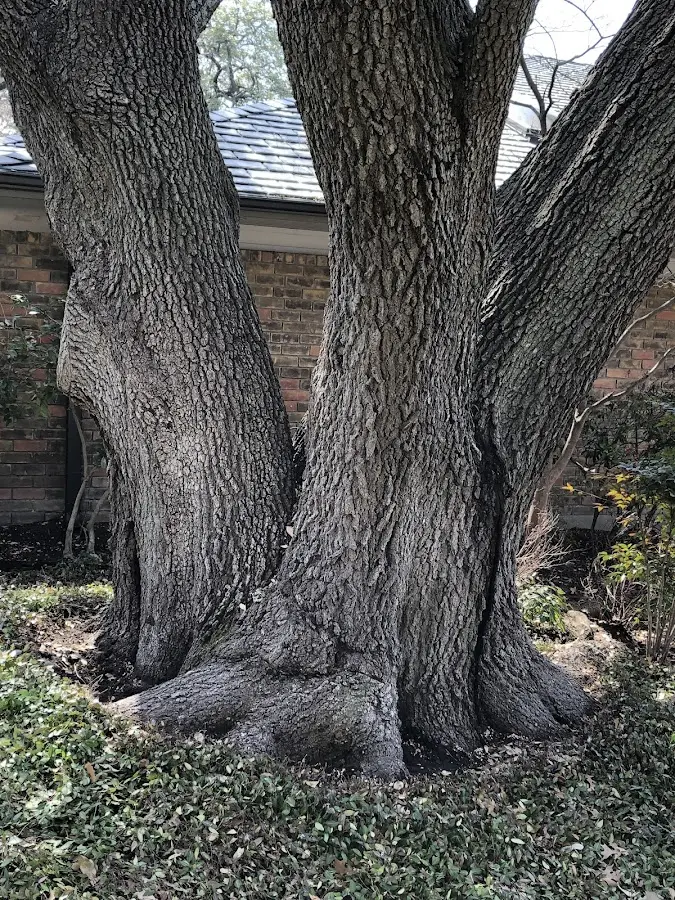 Mature heritage tree close to a Hopatcong property cared for by certified arborists